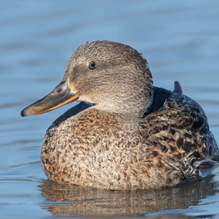 Blue-winged Teal in flight.