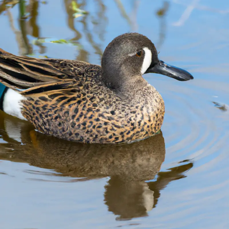 Blue-winged teal flying
