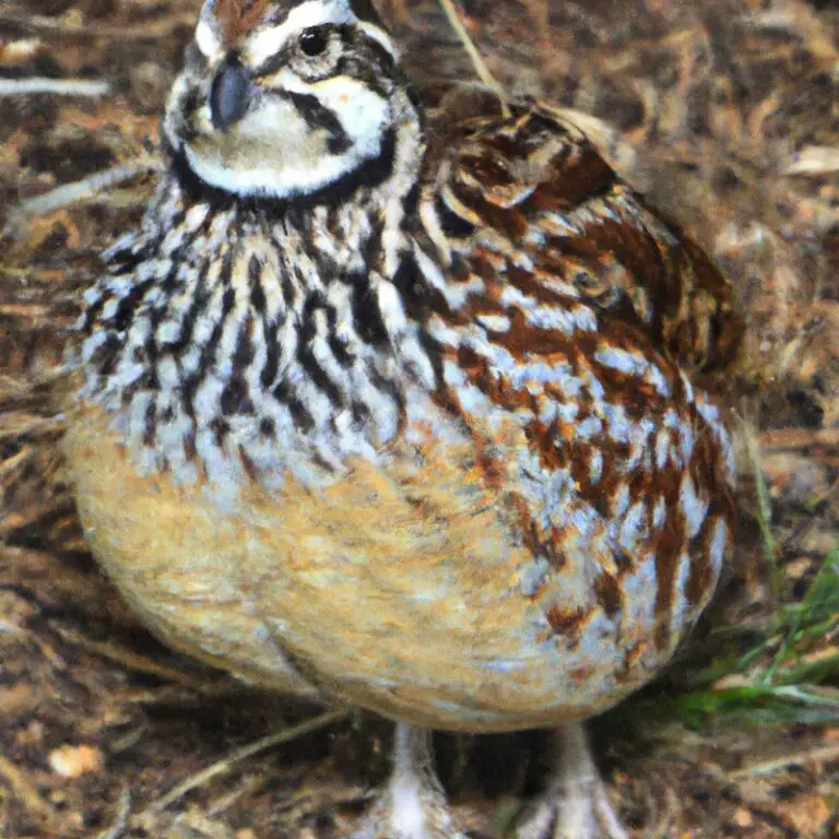 Bobwhite Quail in Alabama