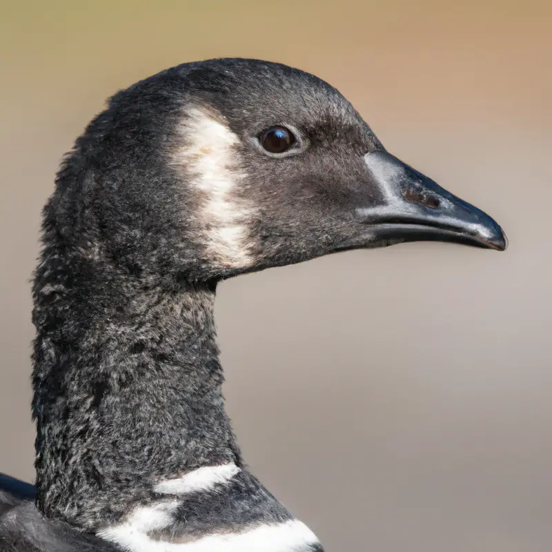 Brant Goose Flying