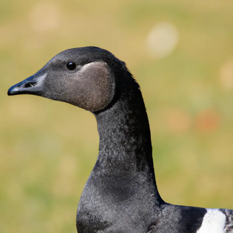 Brant Goose Flying