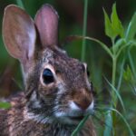 California Rabbit Hunting