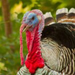 California Turkey Hunt