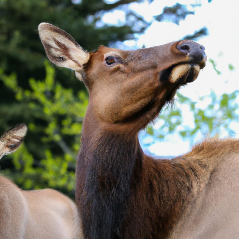 California elk hunting