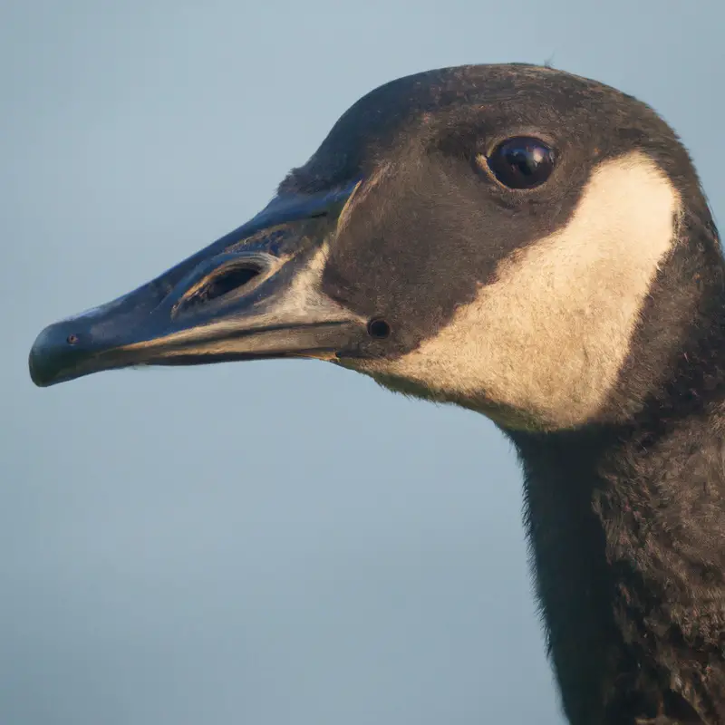 California goose hunting.