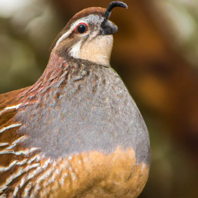 California quail in field.