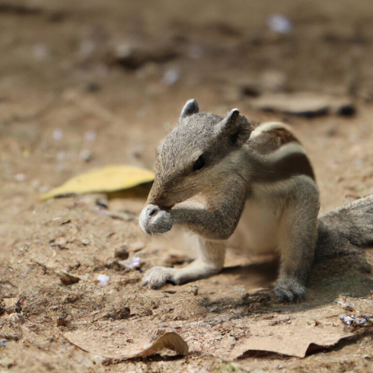 California squirrel hunt.