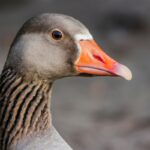 California's White-fronted goose being hunted.