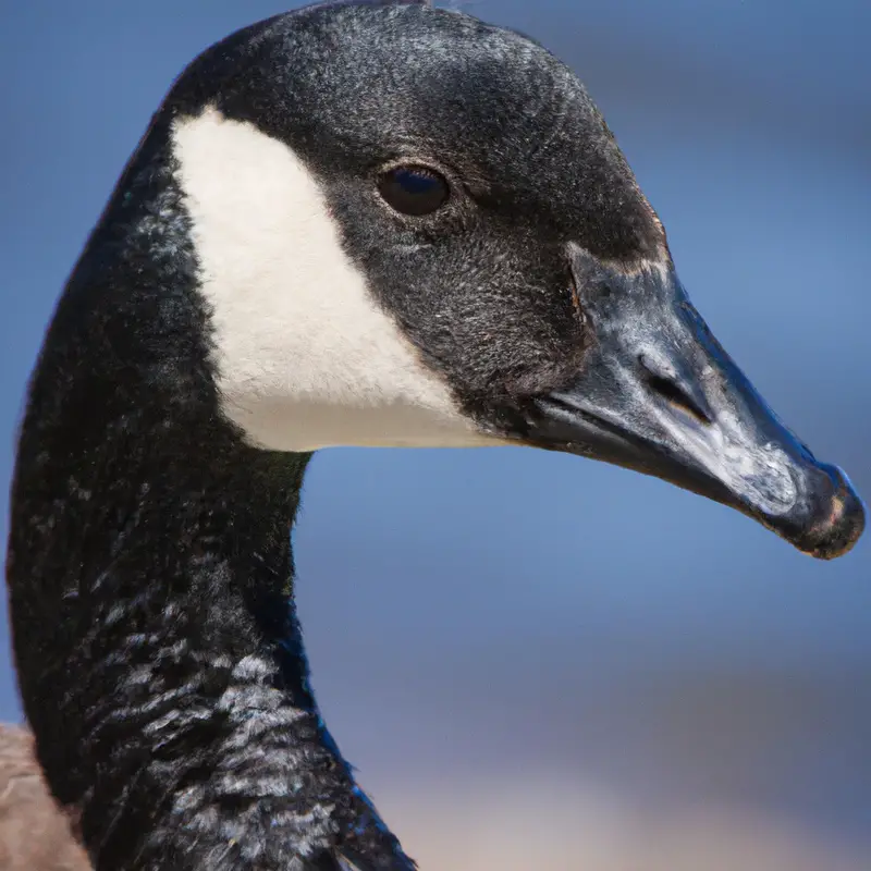 Canada goose flying over wetlands