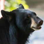 Delaware Black Bear Hunt