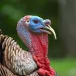 Delaware Wild Turkey Hunt