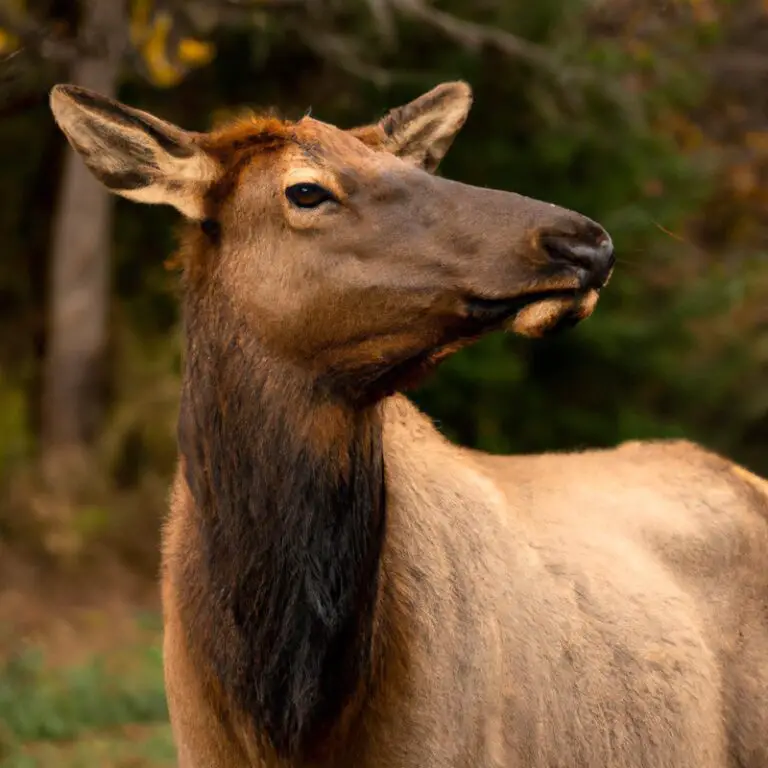 Elk Hunter