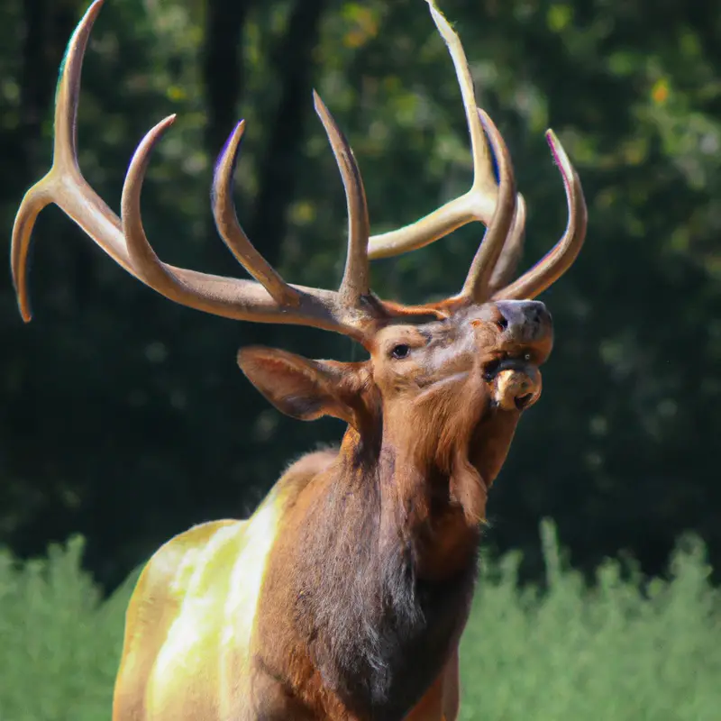 Elk silhouette at sunset