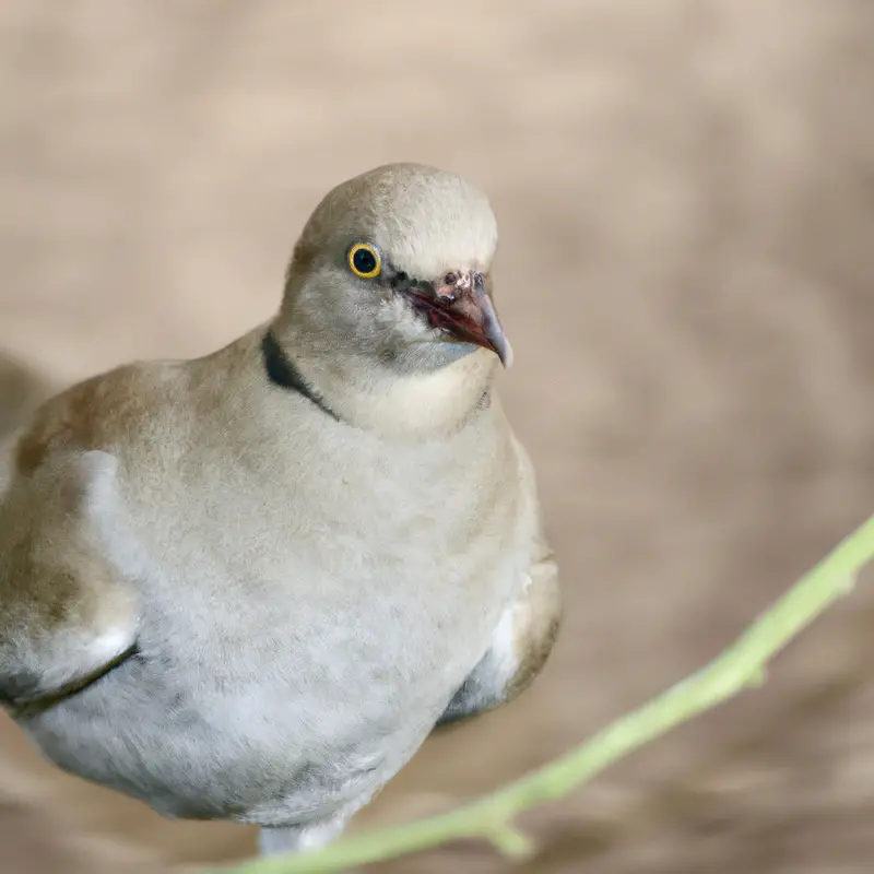 Eurasian Collared-Dove in flight.