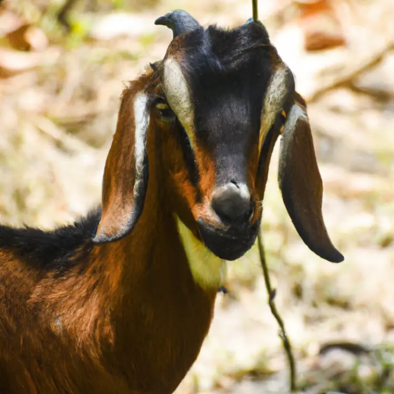 Feral Goat Hunt