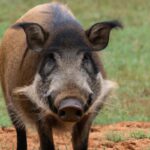 Feral hog hunting in Arkansas.