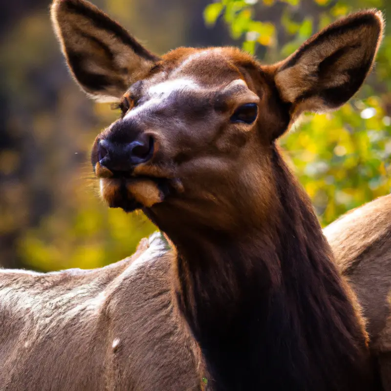 Florida Elk Hunt