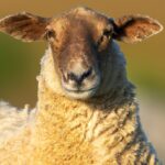 Florida Four-horned sheep in forest.