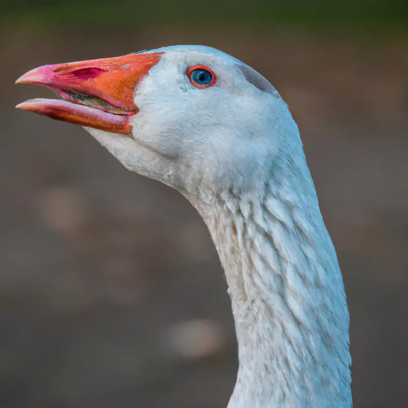 Florida Goose Hunt