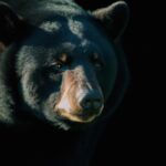 Floridian black bear walking