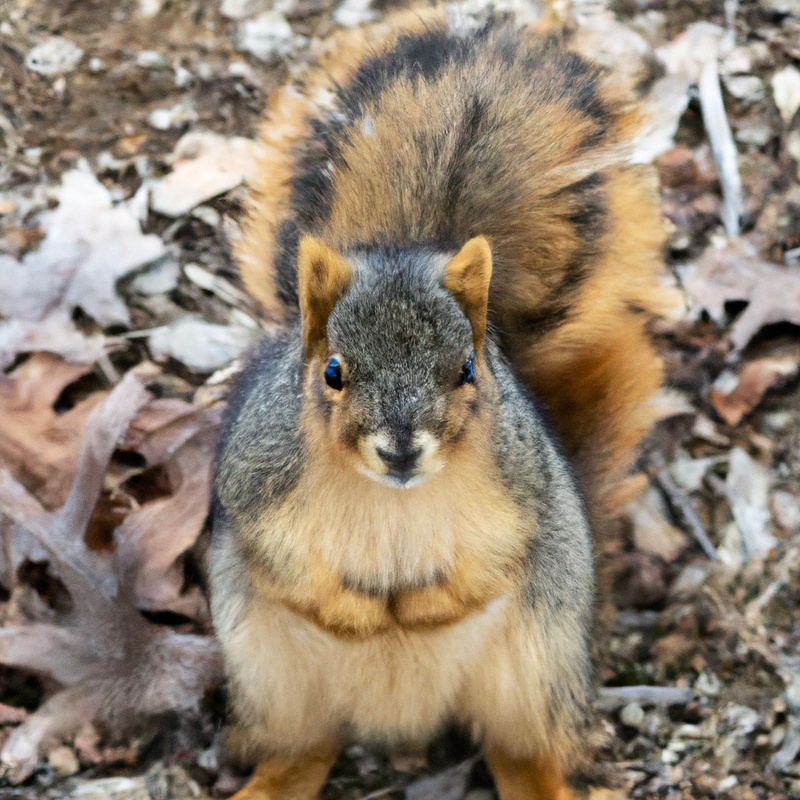 Fox Squirrel in Connecticut