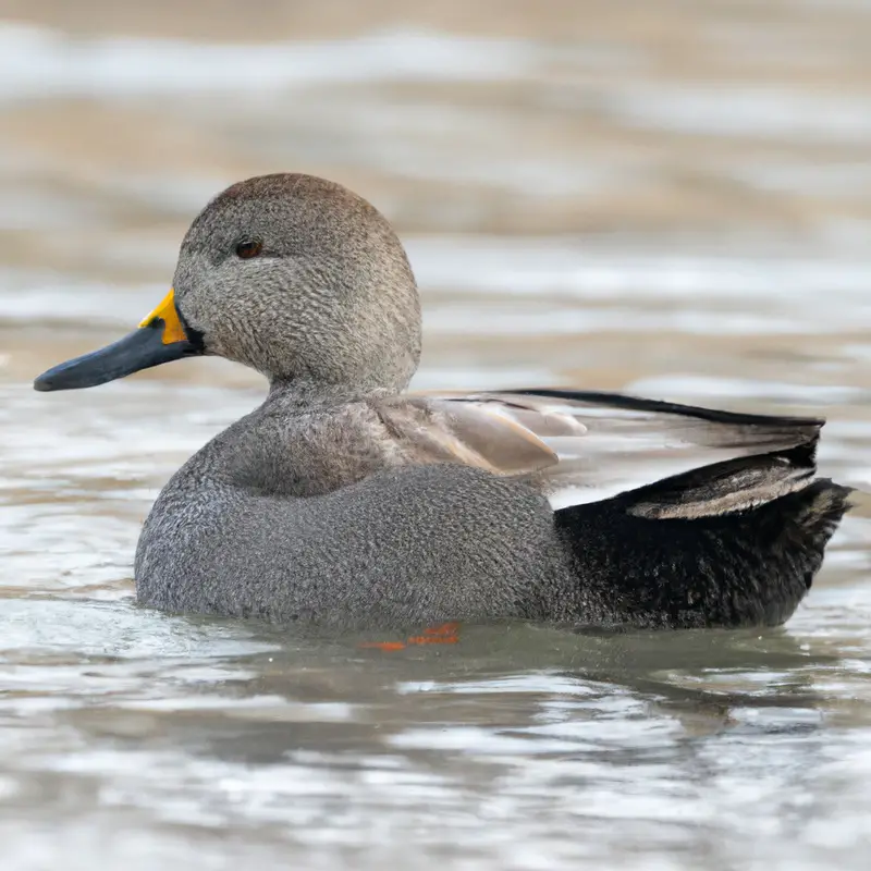 Gadwall duck flying.