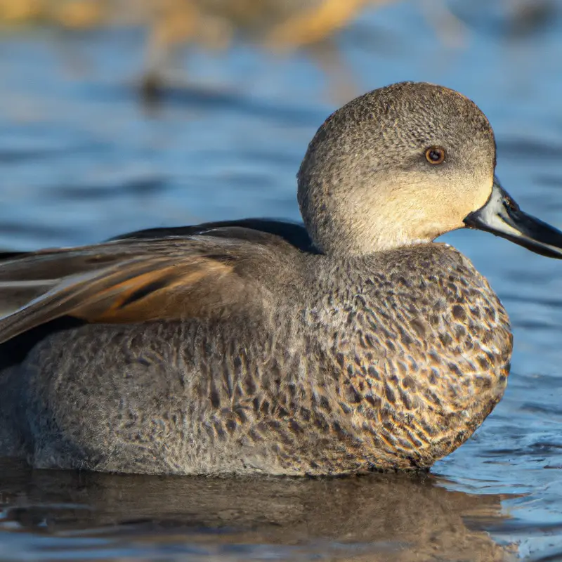 Gadwall ducks in flight.