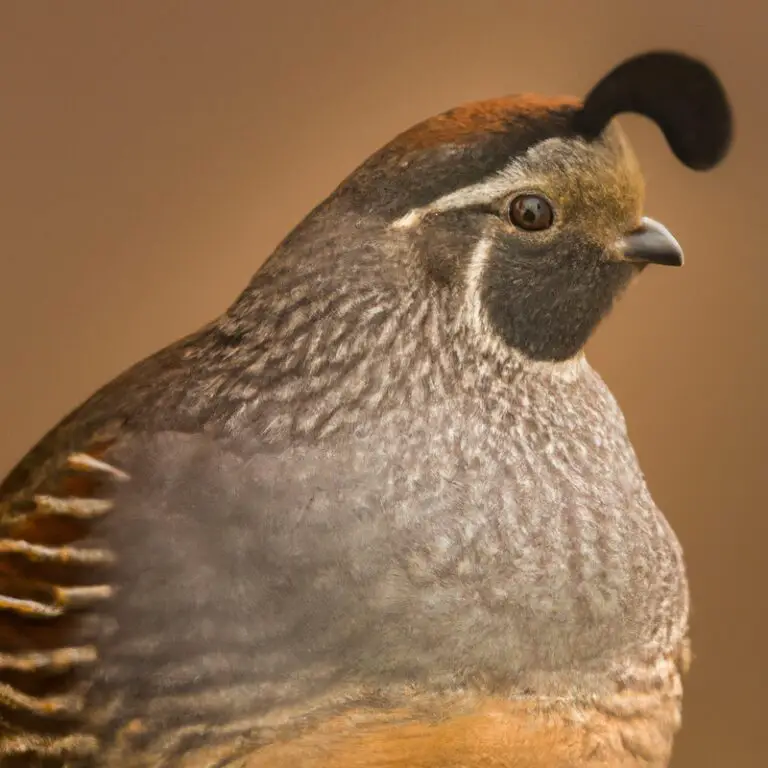 Gambel's Quail in California