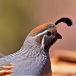 Gambel's quail hunting in Florida