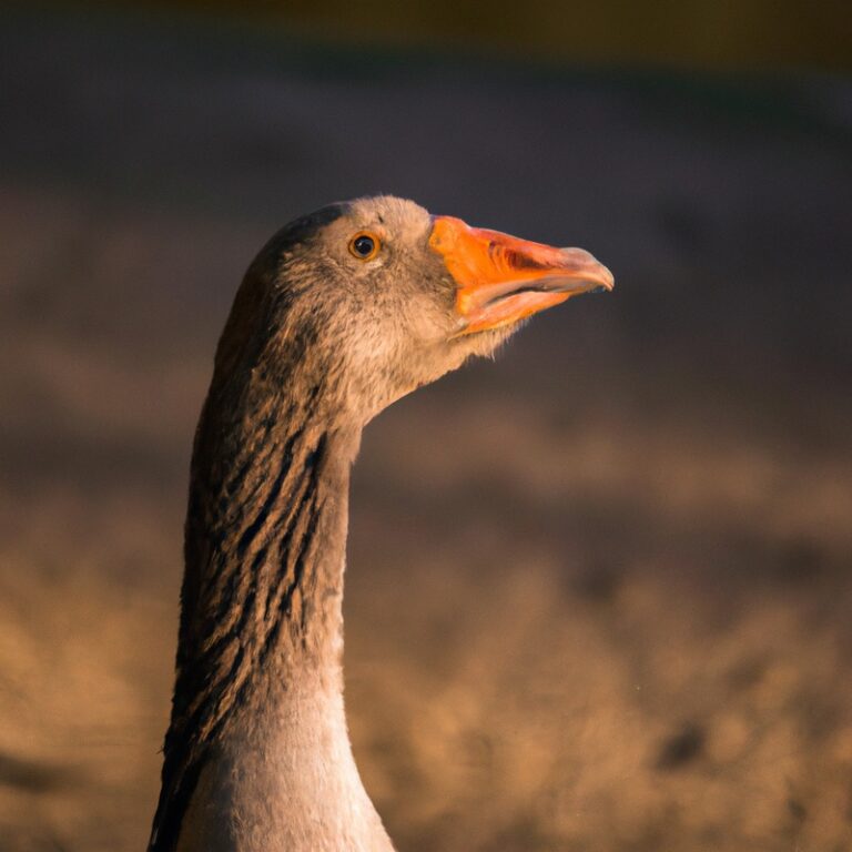 Goose Hunting