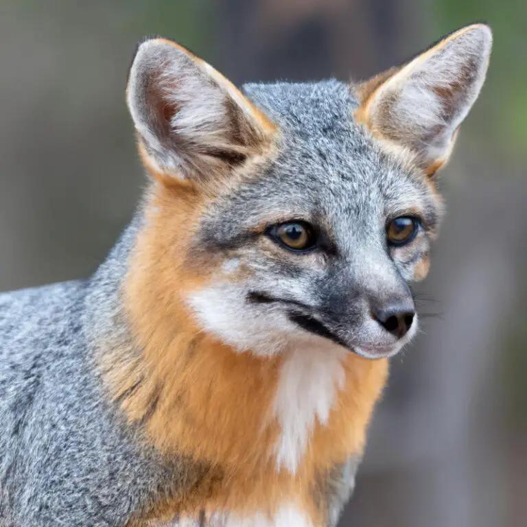 Gray fox hunting in California.
