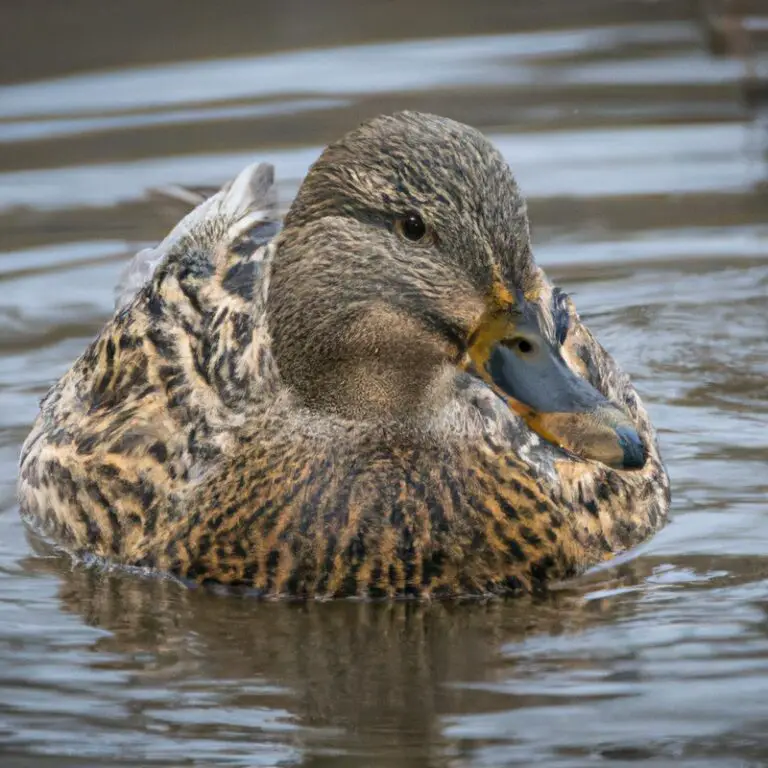 Green-winged Teal in Alaska