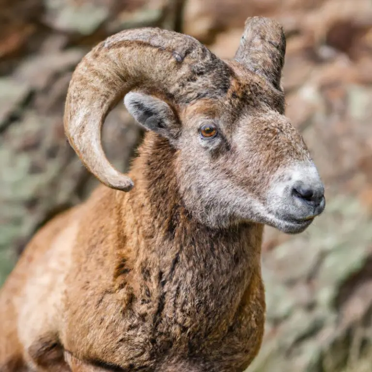 Hunter with Bighorn Sheep