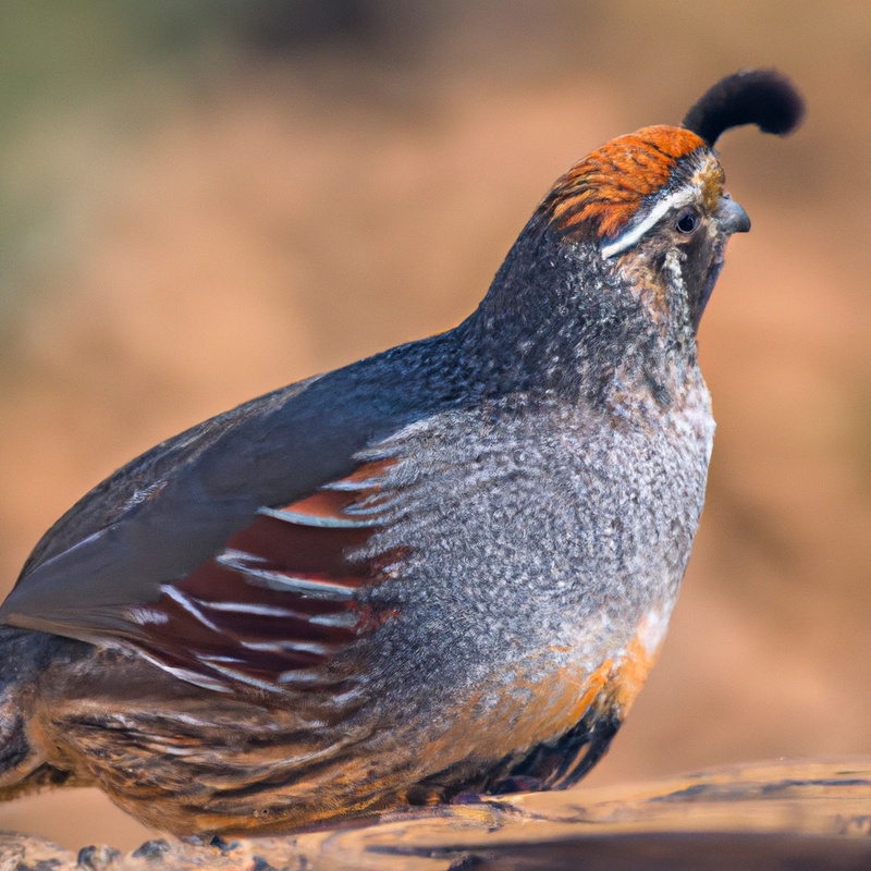 Hunter with Gambel's quail