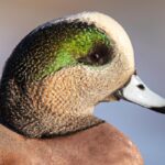 Hunting American Widgeon