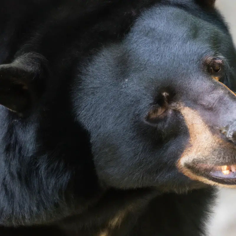 Hunting Black Bear Alaska