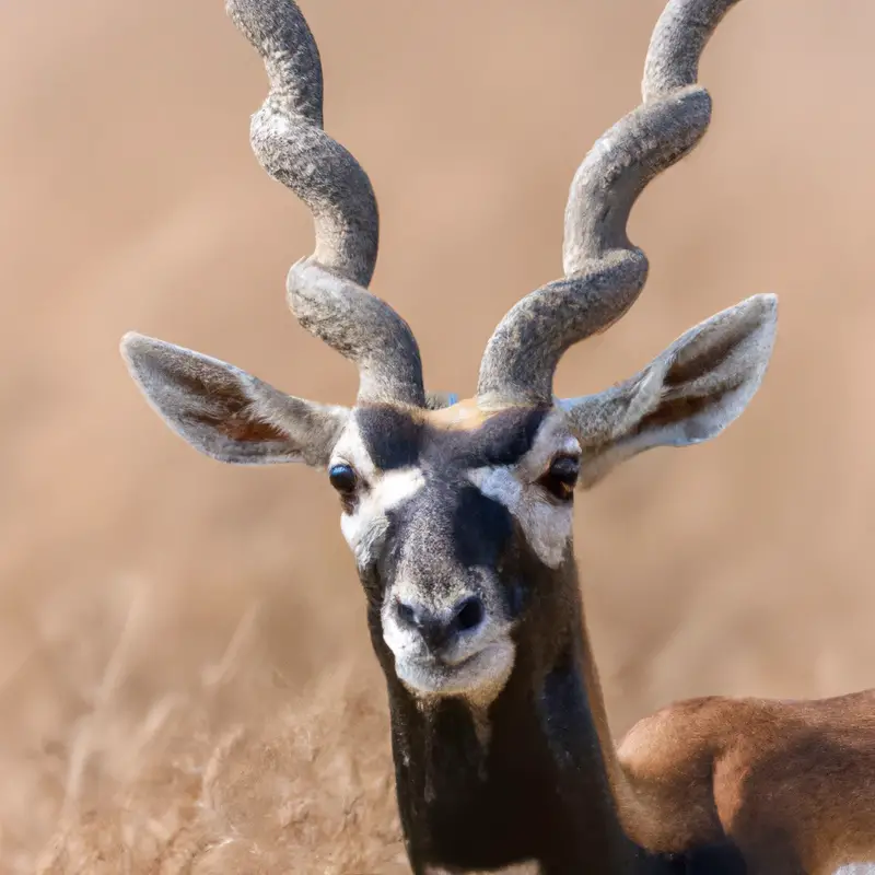 Hunting Blackbuck Antelope