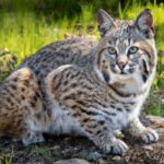 Hunting Bobcat