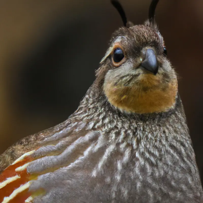 Hunting California Quail