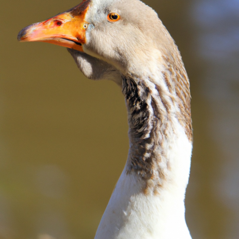 Hunting Canada Goose