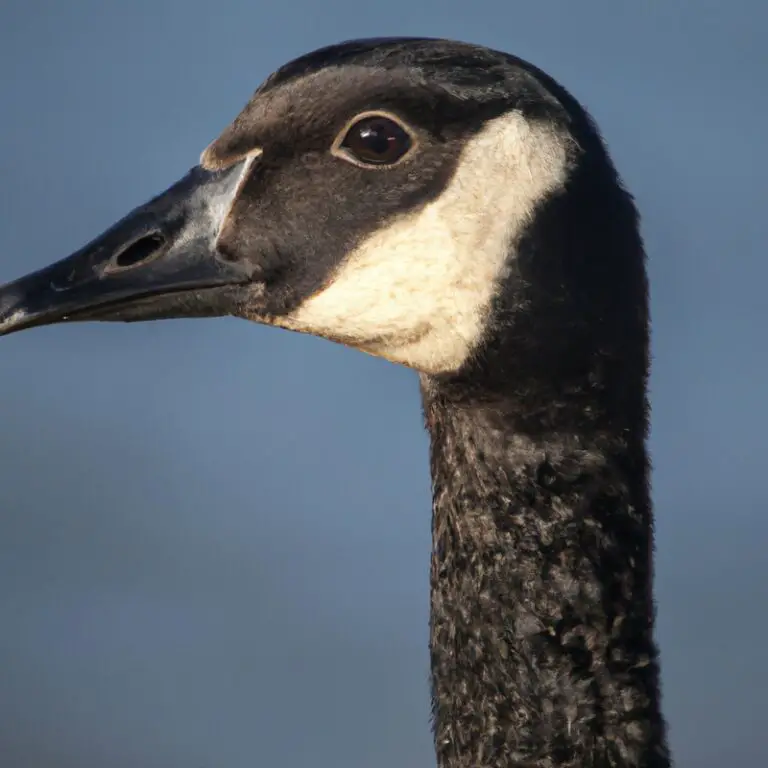 Hunting Canada Goose