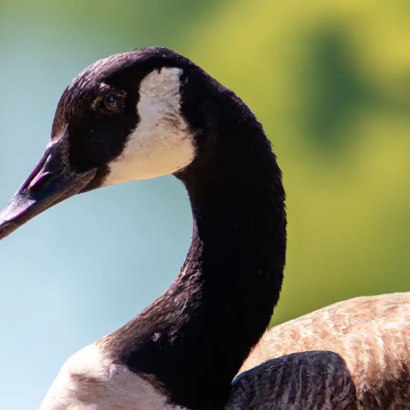 Hunting Canada goose