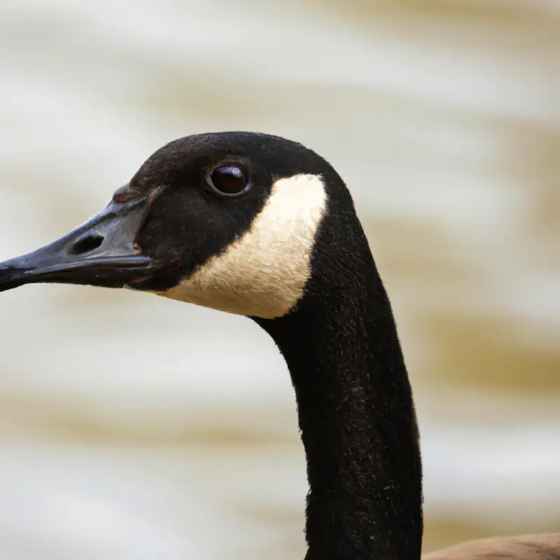 Hunting Canada goose.