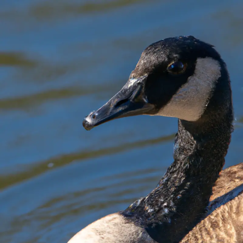 Hunting Canada goose