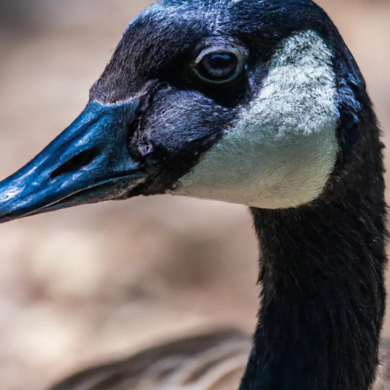 Hunting Canada goose in California: Wildlife activity.