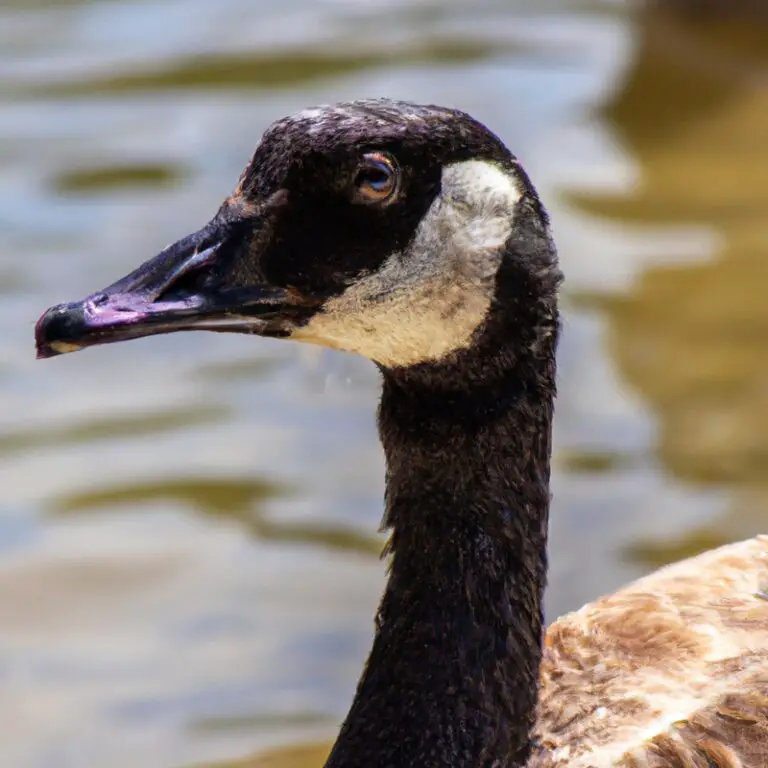 Hunting Canada goose in Colorado - Aiming hunter