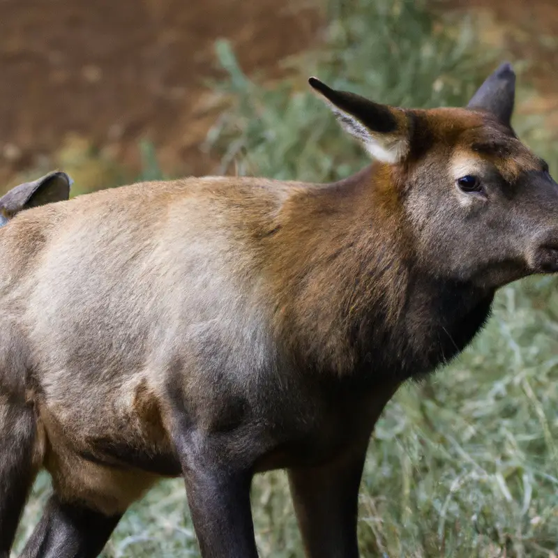 Hunting Elk: Majestic Wildlife.