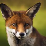 Hunting Fox Colorado-alt