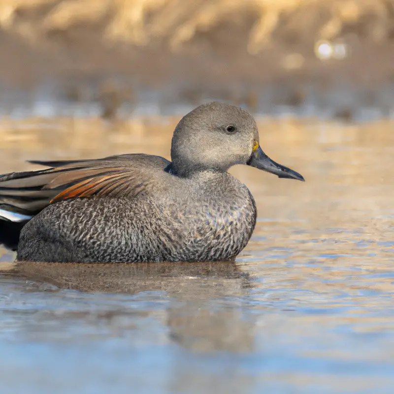 Hunting Gadwall