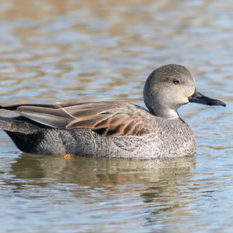 Hunting Gadwall